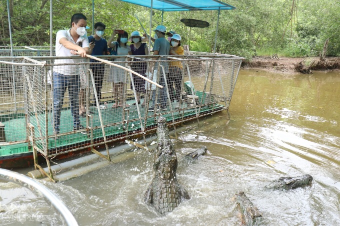Khu bảo tồn cá sấu hoa cà có khoảng 40 con, du khách đi thuyền ra giữa đầm và trải nghiệm câu cá sấu. Ảnh: Huỳnh Nhi