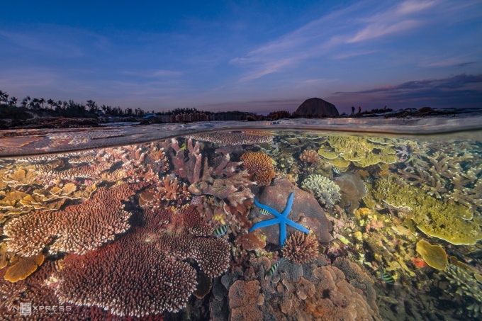 Rạn san hô cạn ở Hòn Yến Ảnh: Nguyễn Ngọc Thiện