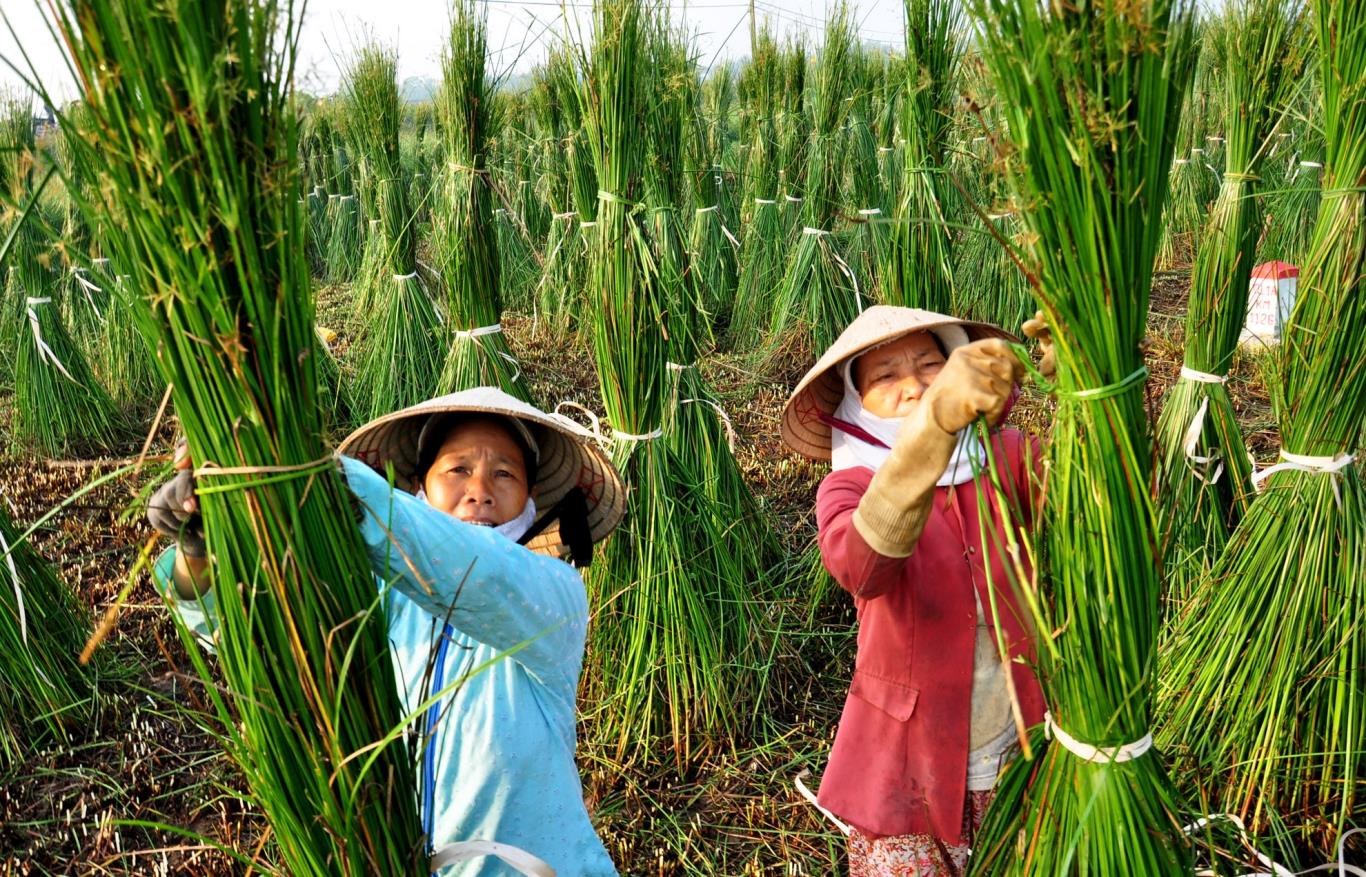 Khám phá vẻ đẹp mộng mơ của làng chiếu cói ở Bình Định