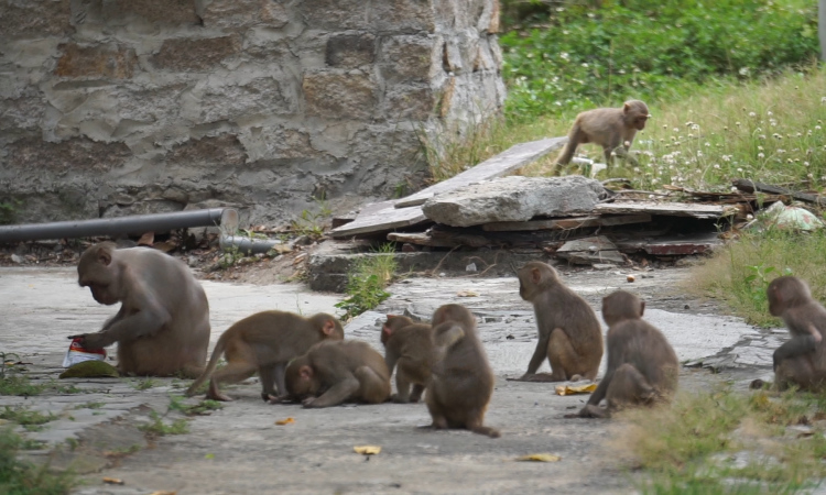 Đàn khỉ xuống núi tìm thức ăn