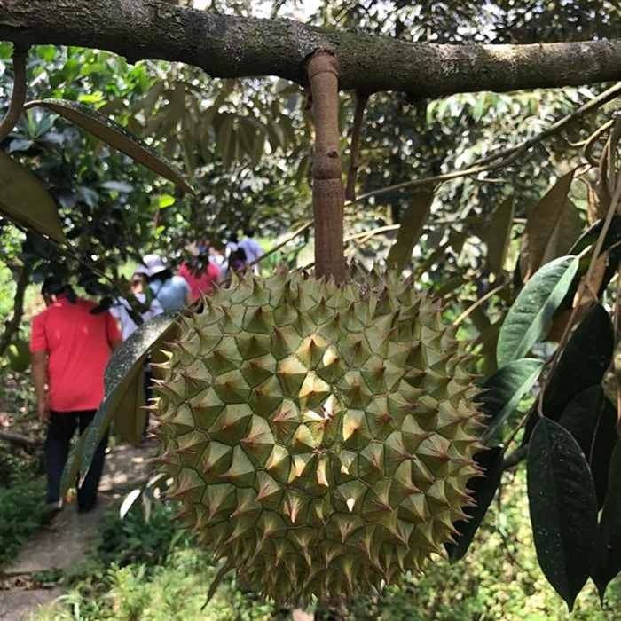 Bật mí 5 vườn trái cây Tiền Giang - Vườn trái cây Anh Linh