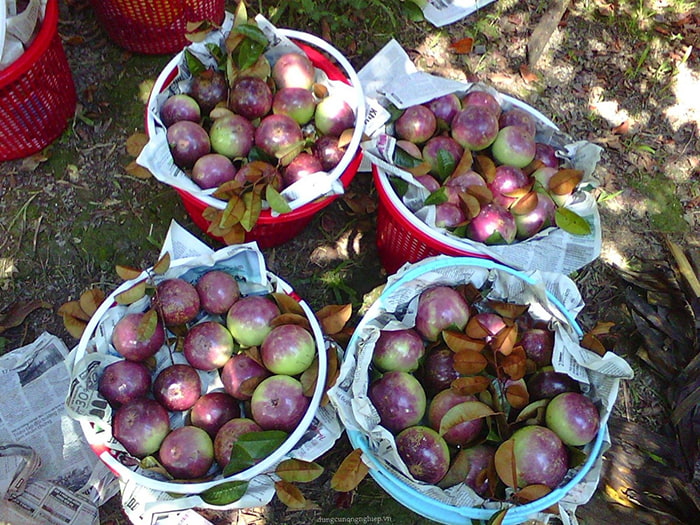 Bật mí 5 vườn trái cây Tiền Giang - Miệt vườn Cái Bè