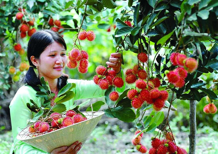 Bật mí 5 vườn trái cây Tiền Giang - Vĩnh Kim