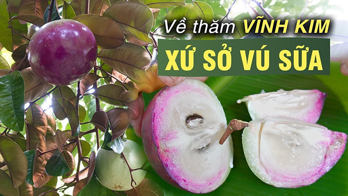 Bật mí 5 vườn trái cây Tiền Giang - Đặc sản