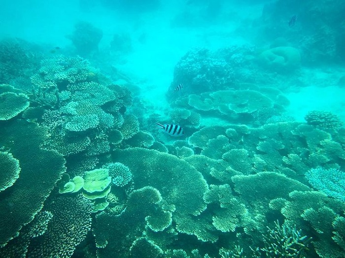 lặn ngắm san hô Côn Đảo - tận hưởng đại dương xanh