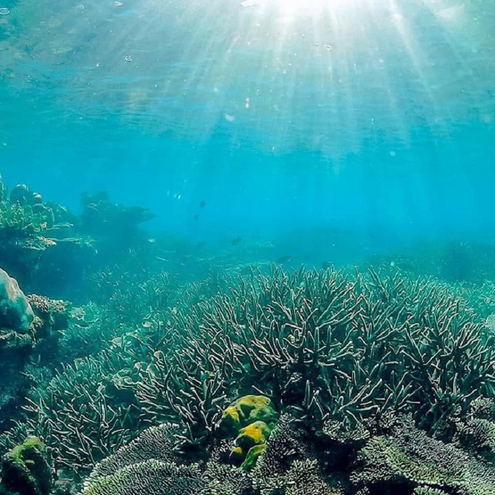 lặn ngắm san hô Côn Đảo - ngắm sinh vật biển