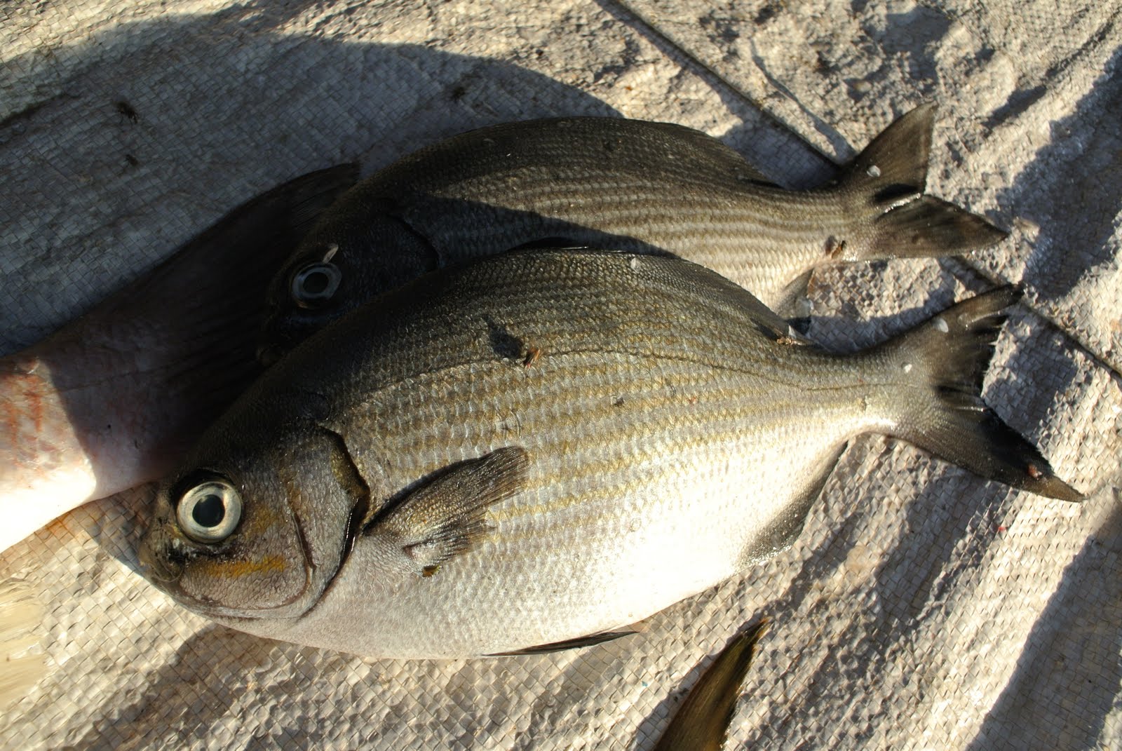 Cá tà ma Nha Trang – món ăn mang tên “độc” không đụng hàng tại thành phố biển - Ảnh 1.