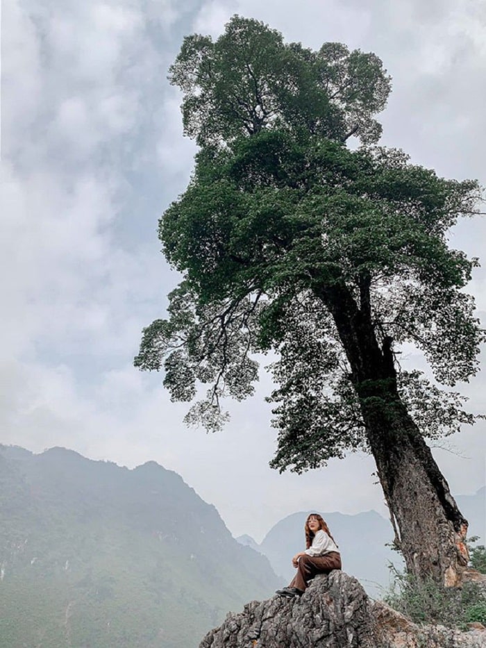 Ngoài cây cô đơn hồ Tây Việt Nam còn có cây cô đơn Hà Giang