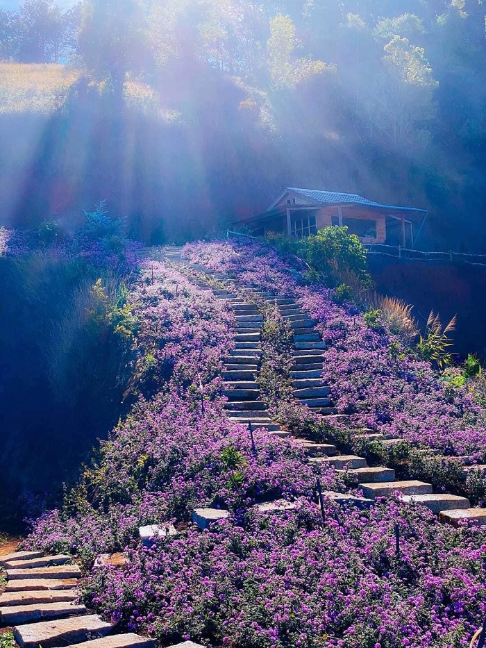 vườn hoa lavender Túi Thương Nhớ Đà Lạt