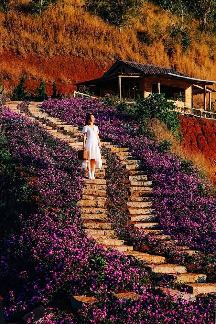 vườn hoa lavender Túi Thương Nhớ Đà Lạt