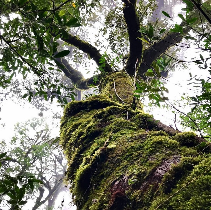 Những thân cây lớn trong rừng nguyên sinh - Chinh phục Nam Kang Ho Tao