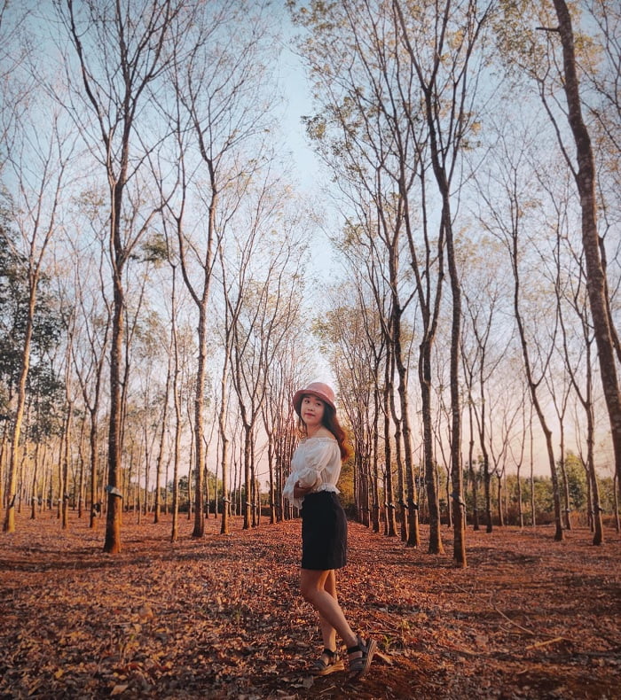 hoàng hôn - thời điểm nến chụp với rừng cao su ở Đắk Lắk 