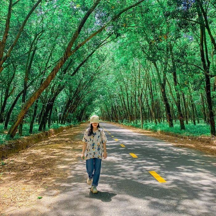 mùa hè xanh mướt - điểm thú vị của rừng cao su ở Tây Ninh 