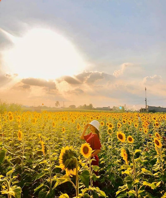 mùa hè - thời điểm lý tưởng để thăm Đồi Hoa Mặt Trời ở Đồng Nai