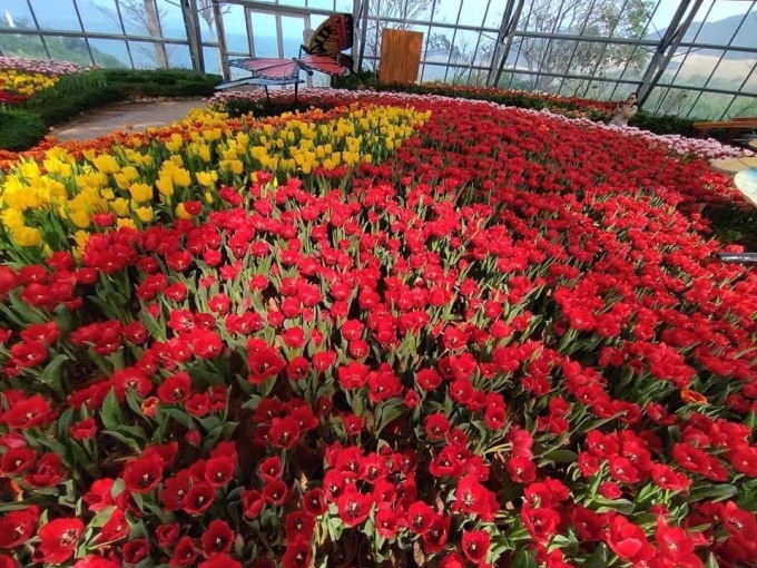 ễ hội hoa tulip
