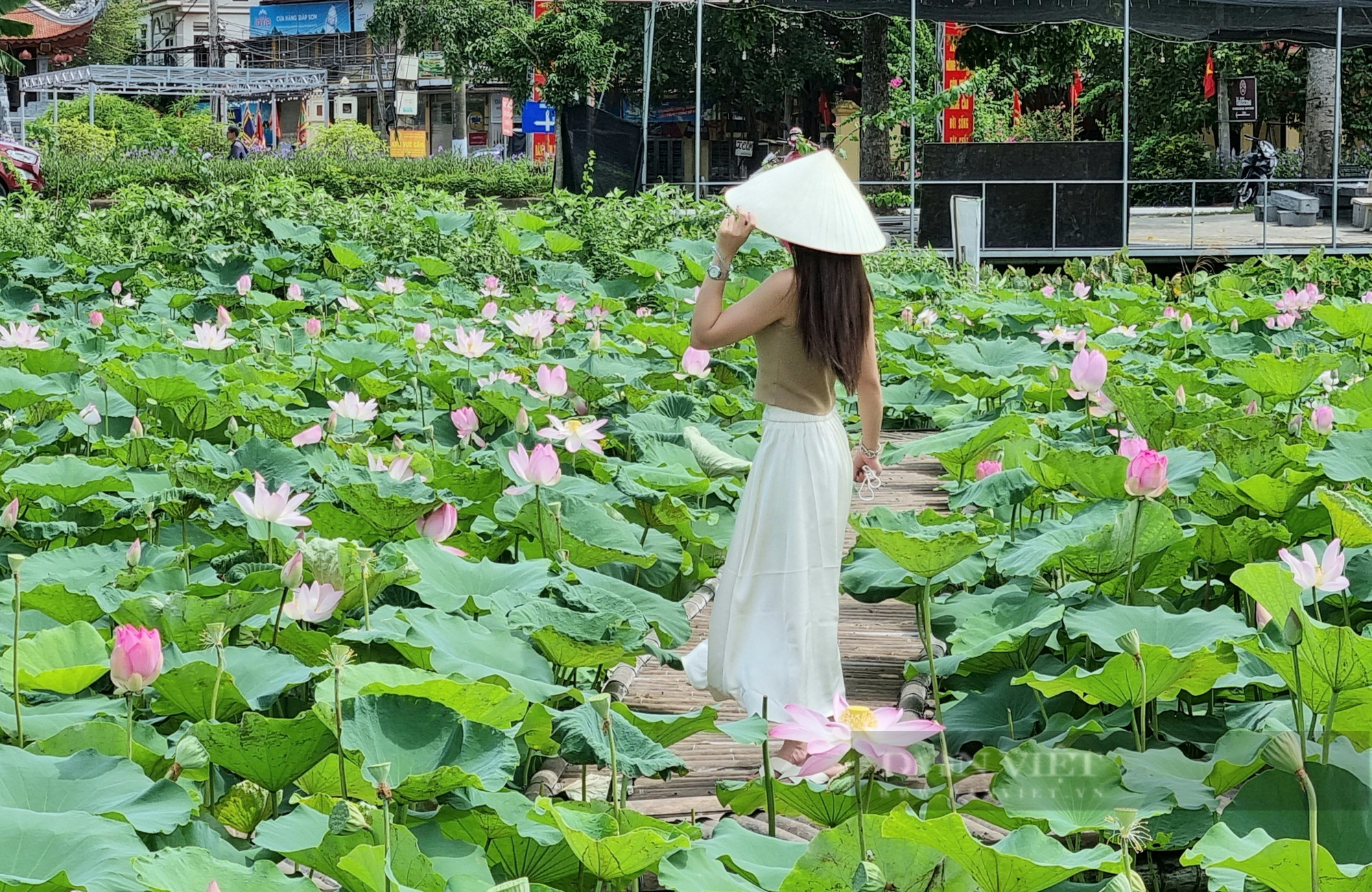 Ảnh, clip: Rực rỡ đầm sen ở Ninh Bình hút khách đến tham quan - Ảnh 2.