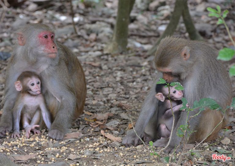 Khỉ mẹ chăm sóc cho khỉ con tại Đảo Khỉ Cần Giờ