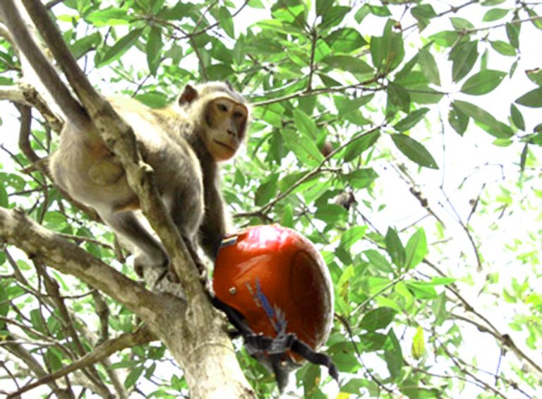 Chú Khỉ đã nhanh tay lấy trộm được chiếc nón bảo hiểm từ một du khách :((