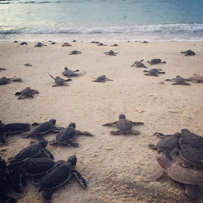 du lịch Côn Đảo tháng 4 - xem rùa đẻ trứng