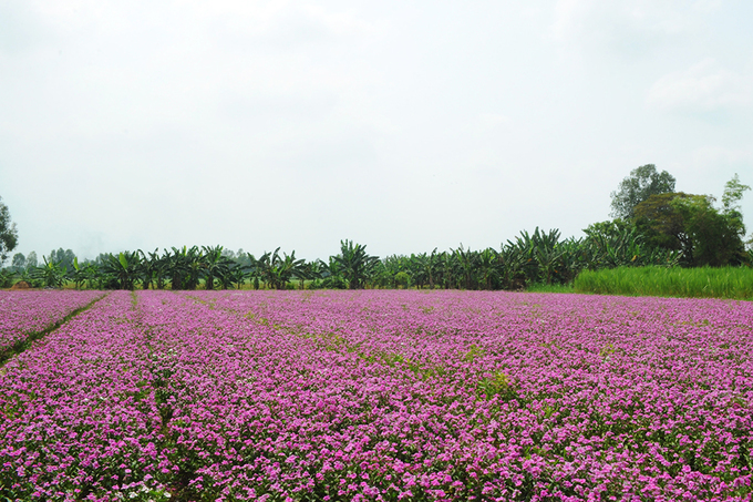 Điêu đứng tâm can trước vẻ đẹp cánh đồng hoa dừa cạn An Giang