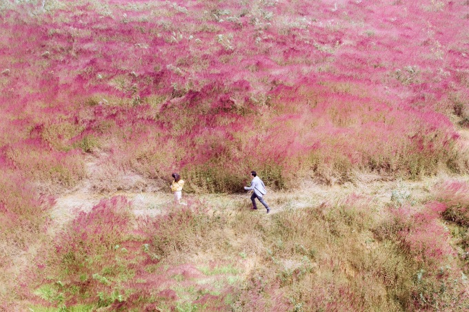 Đồi cỏ lau đỏ ở khu vực Hồ Tuyền Lâm như một bức tranh. Ảnh: Nguyễn Khắc Tùng
