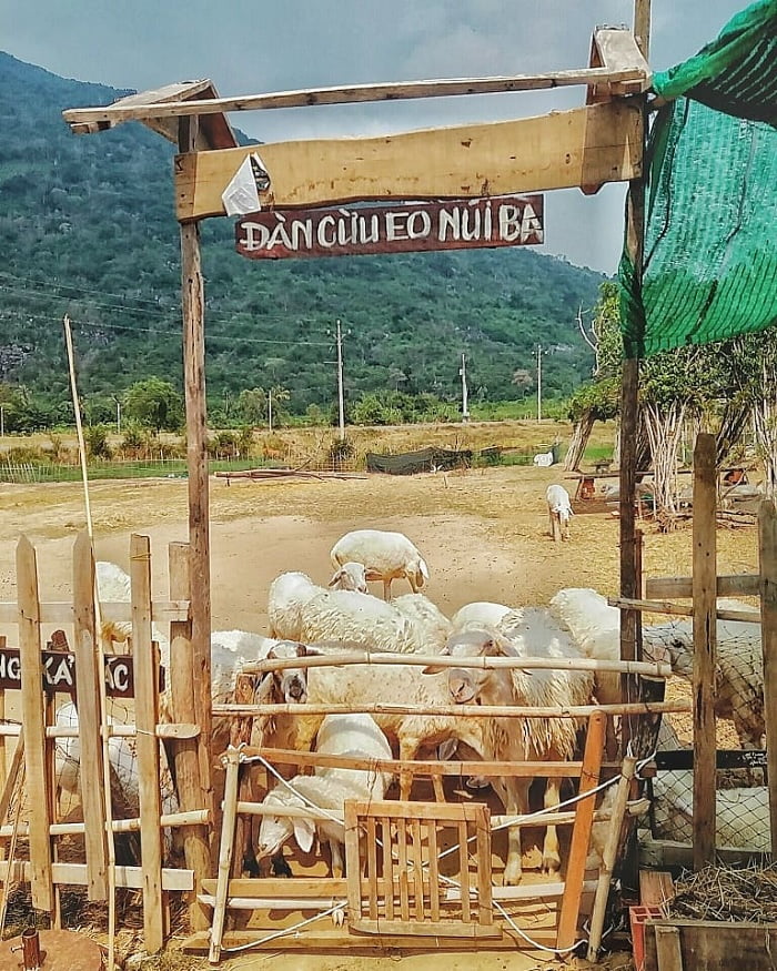 Đồng cừu dưới chân núi Bà Đen - điểm sống ảo mới toanh ở Tây Ninh