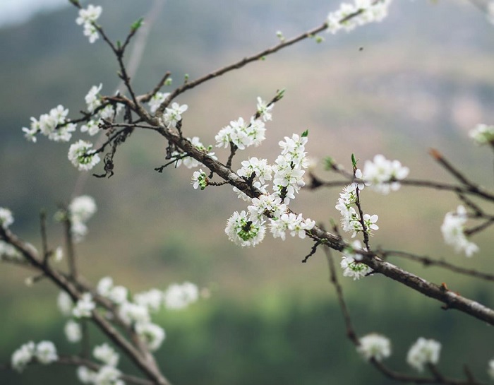 Du lịch Sapa tháng 3 - chiêm ngưỡng sắc hoa lê 