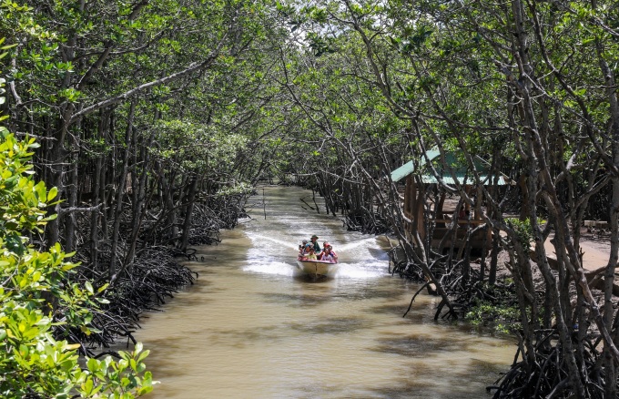 Dịch vụ ca nô đưa khách tham quan rừng ngập mặn Cần Giờ hồi tháng 7/2020. Ảnh: Quỳnh Trần
