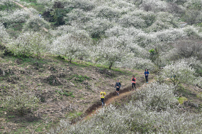 Cuộc thi chạy đường mòn Vietnam Trail Marathon 2020 (VTM 2020) diễn ra vào mùa hoa mận khoe sắc trên những thung lũng ở Mộc Châu. Ảnh: Kiều Dương
