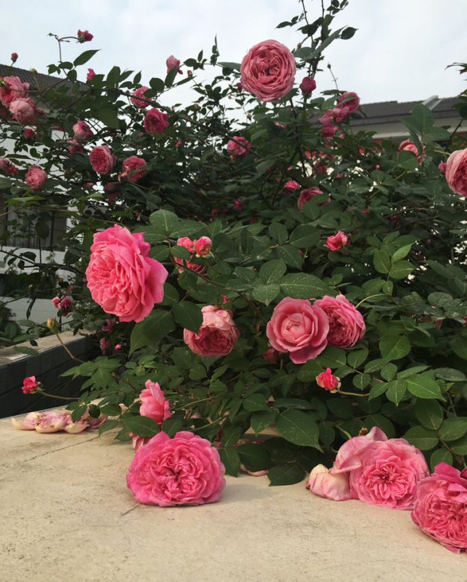 Những vườn hồng cổ Sa Pa là nơi tỏ tình thơ mộng cho các đôi. Ảnh: Phan Dương.