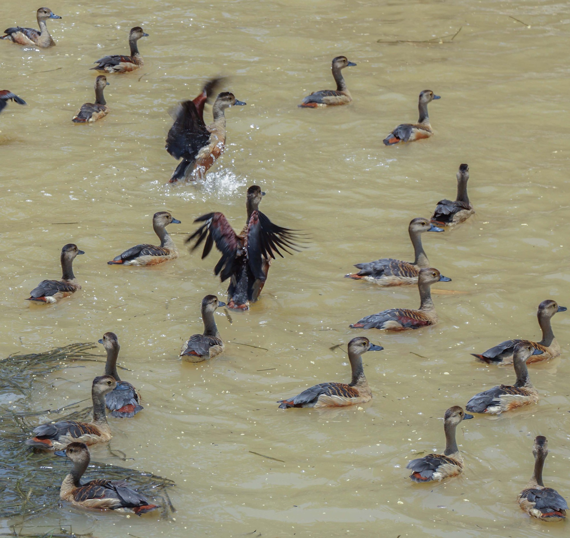 Hấp dẫn với những trải nghiệm đời sống loài chim nước tại rừng tràm U Minh Hạ - Ảnh 12.