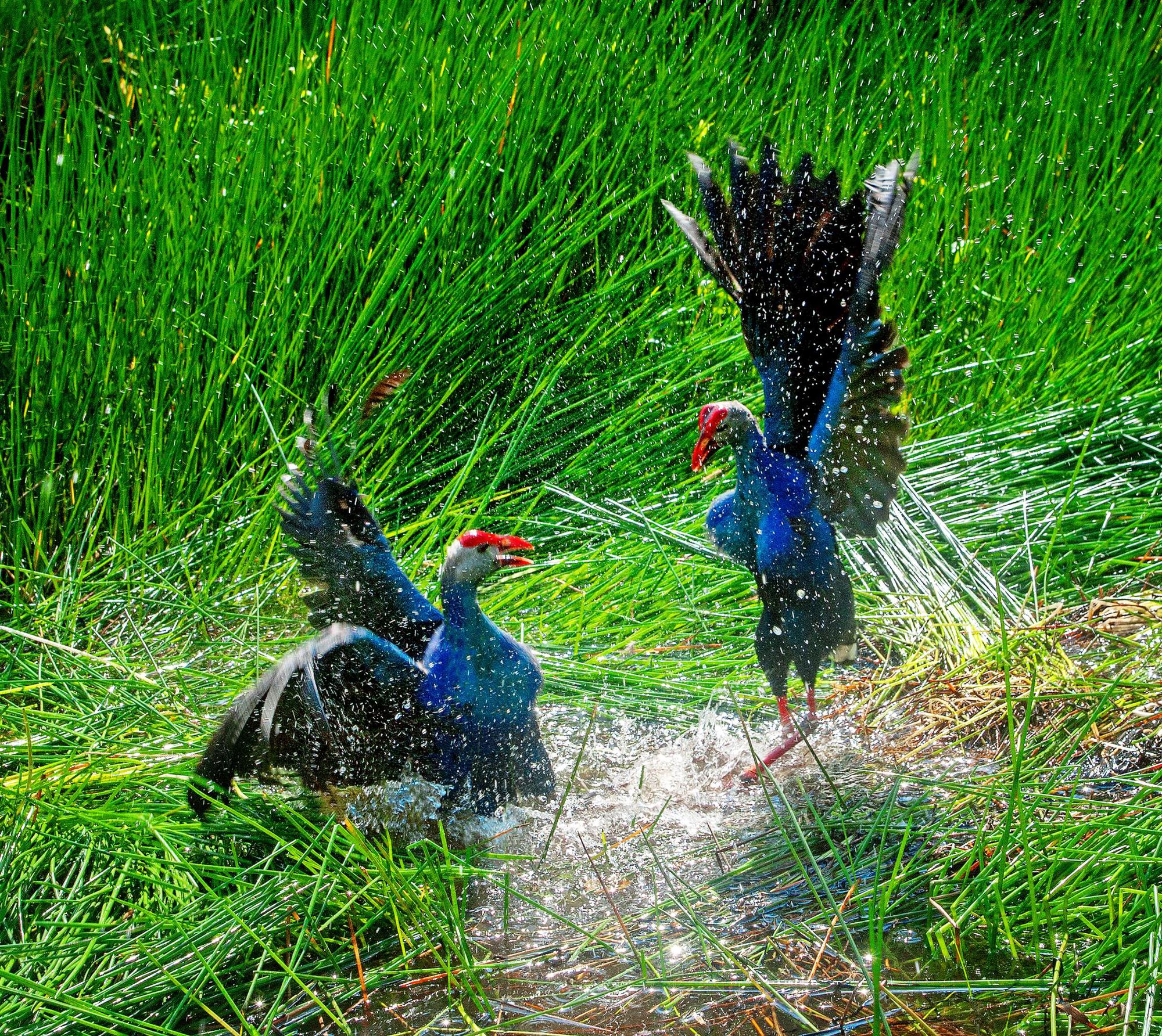 Hấp dẫn với những trải nghiệm đời sống loài chim nước tại rừng tràm U Minh Hạ - Ảnh 6.