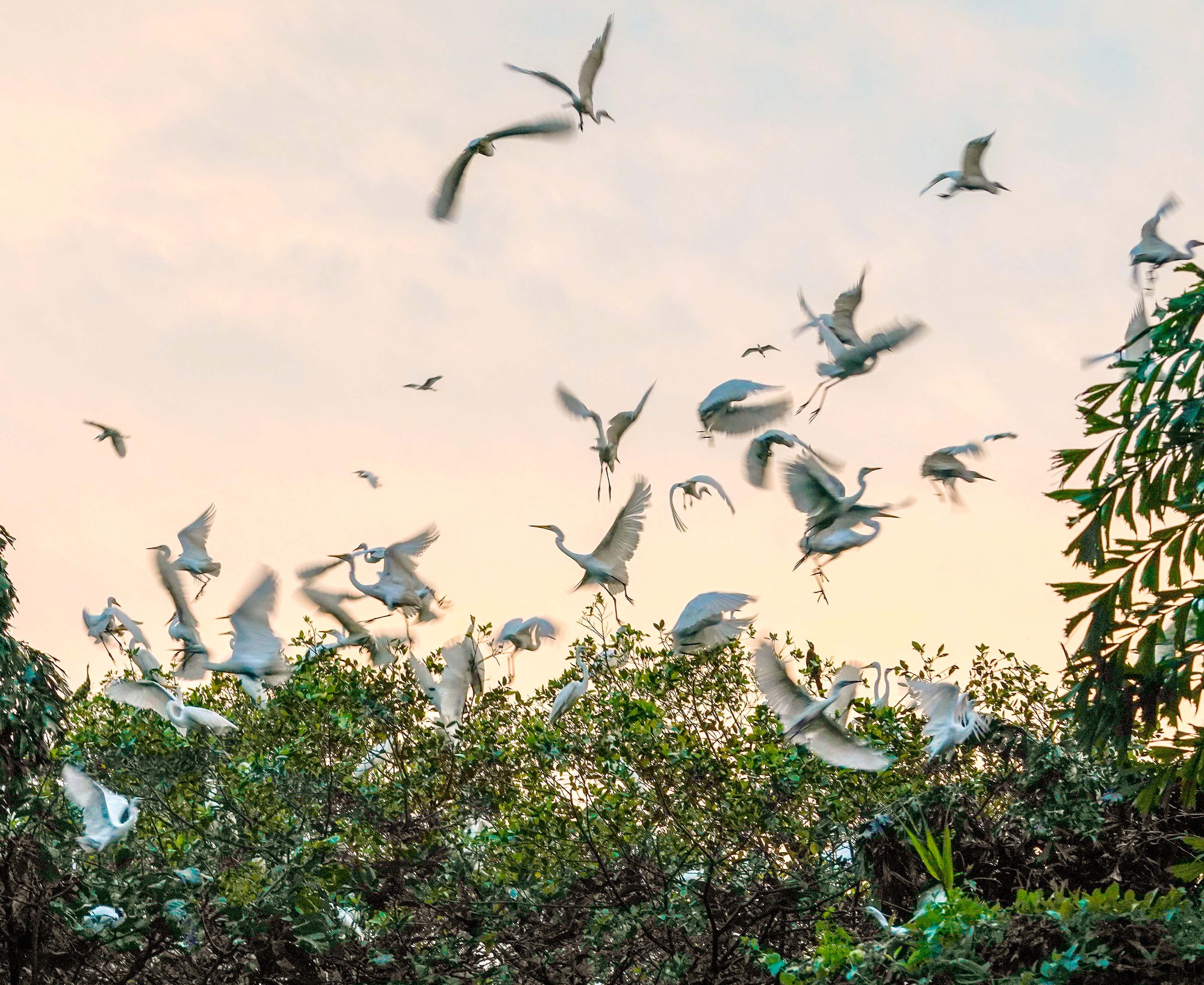 Hấp dẫn với những trải nghiệm đời sống loài chim nước tại rừng tràm U Minh Hạ - Ảnh 8.