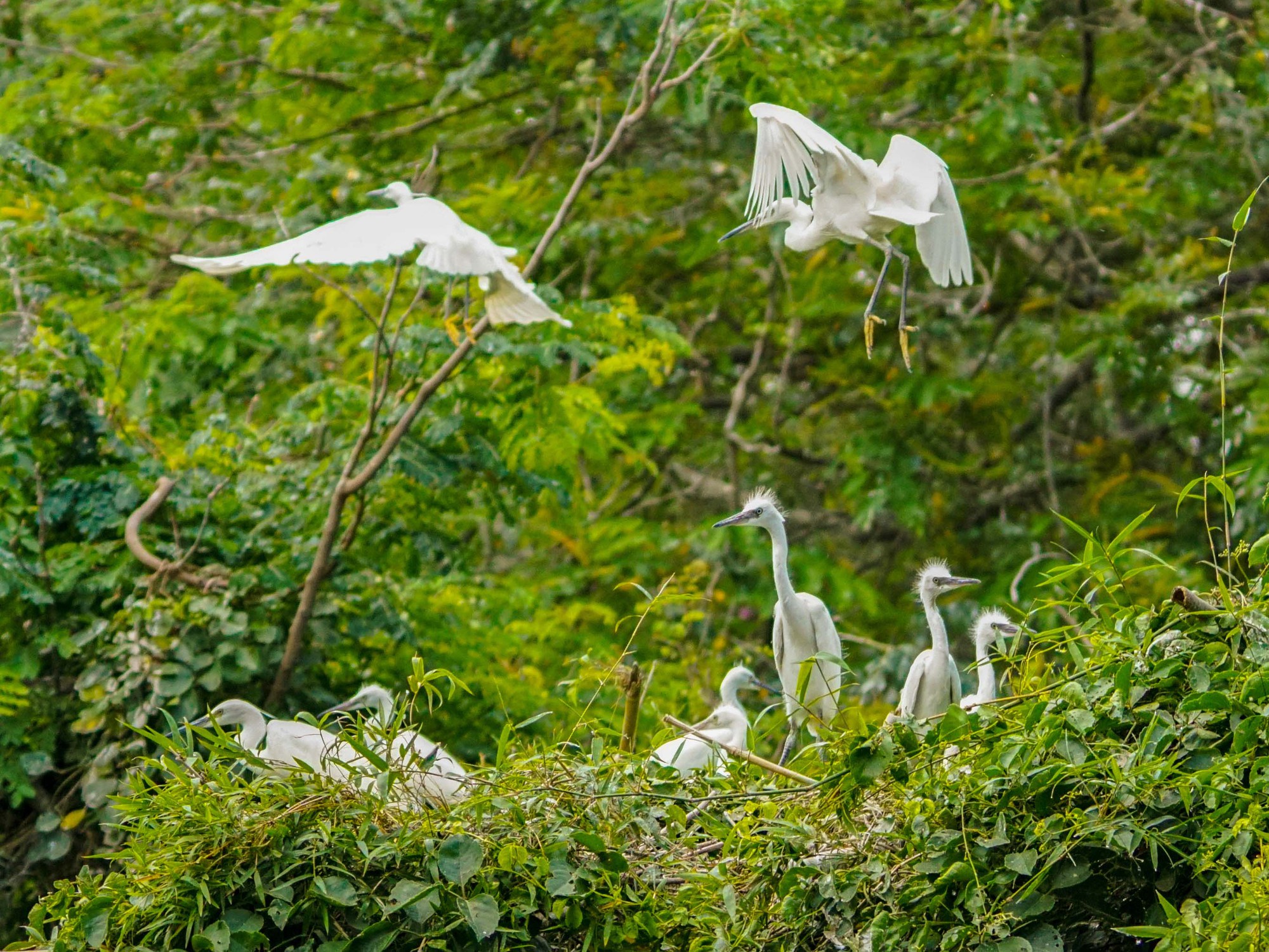 Hấp dẫn với những trải nghiệm đời sống loài chim nước tại rừng tràm U Minh Hạ - Ảnh 9.