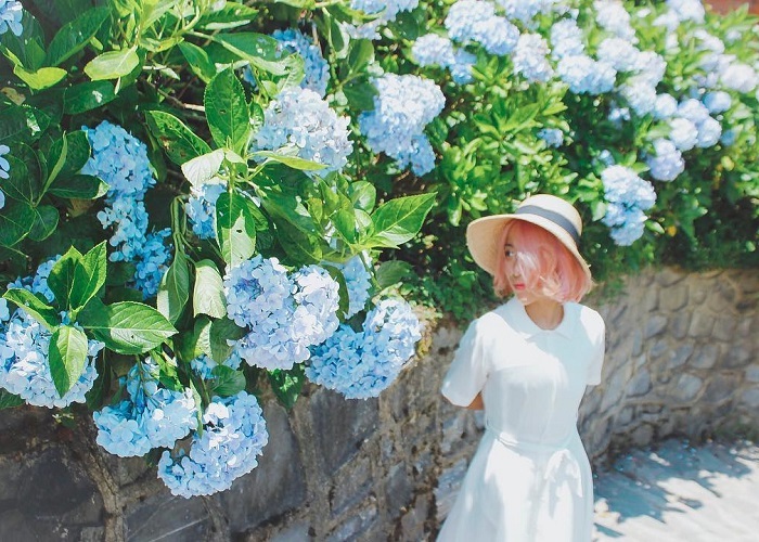 màu trắng - trang phục chụp với vườn hoa Cẩm Tú Cầu ở Cao Bằng 