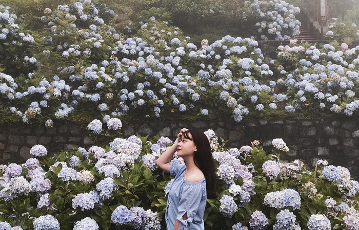 màu sắc đa dạng - nét độc đáo của  vườn hoa Cẩm Tú Cầu ở Cao Bằng 