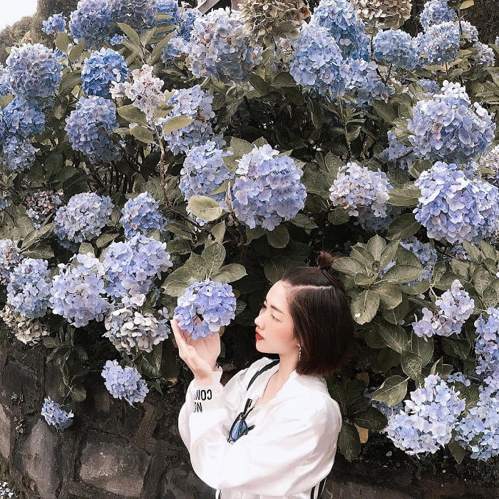 sống ảo - hoạt động hấp dẫn tại vườn hoa Cẩm Tú Cầu ở Cao Bằng 