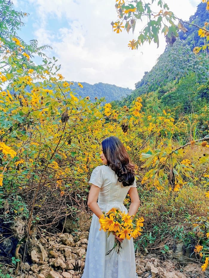 hoa vàng - góc sống ảo gần ườn hoa Cẩm Tú Cầu ở Cao Bằng 