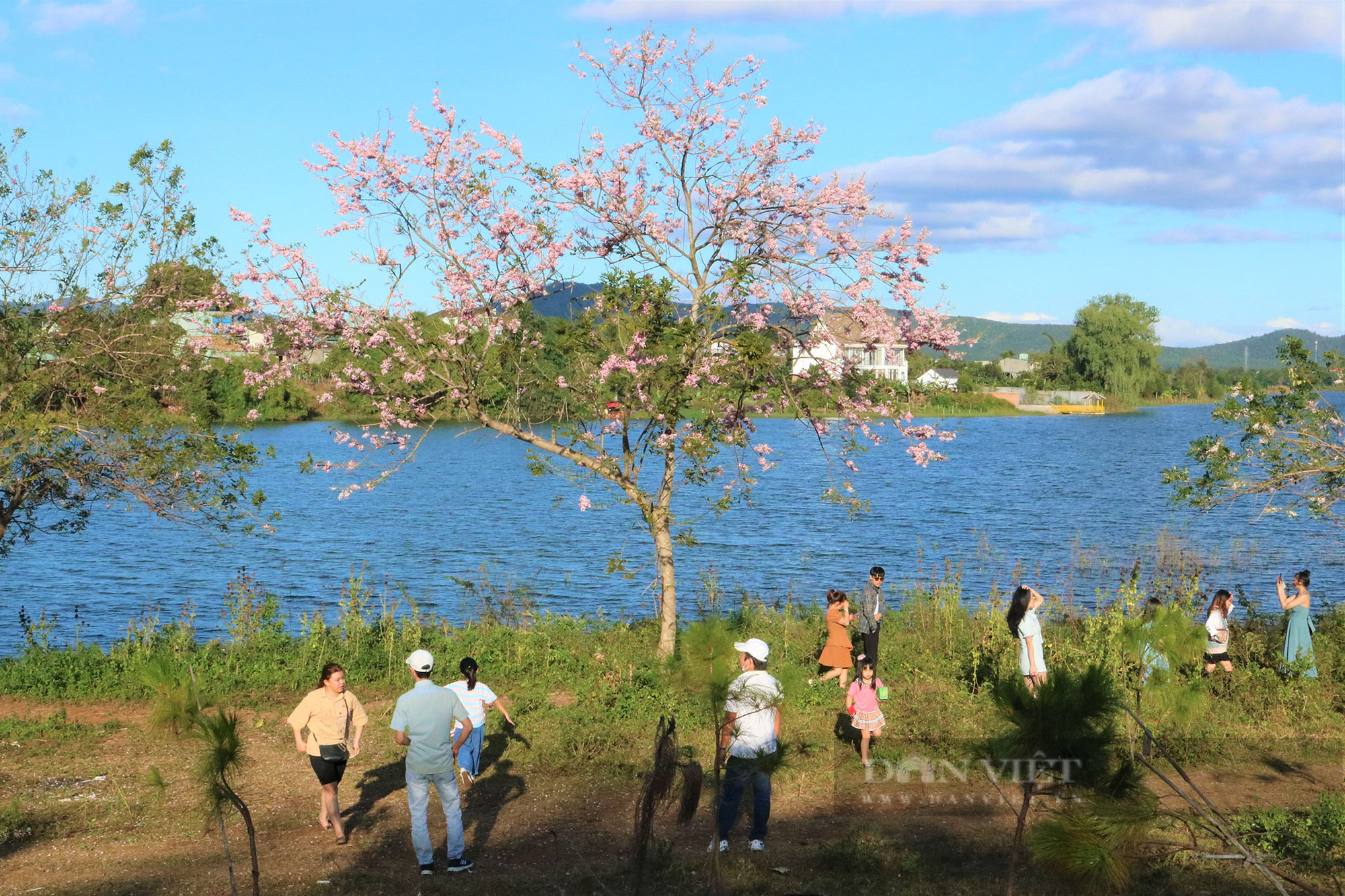 Mê mẩn sắc hồng hoa đỗ mai rực rỡ giữa lòng phố núi, du khách đổ xô check-in, chụp ảnh - Ảnh 6.