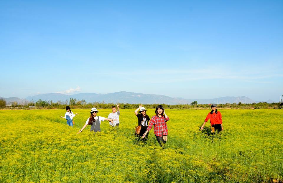 Hướng dẫn chi tiết đường đi tham quan cánh đồng hoa thì là ở Ninh Thuận