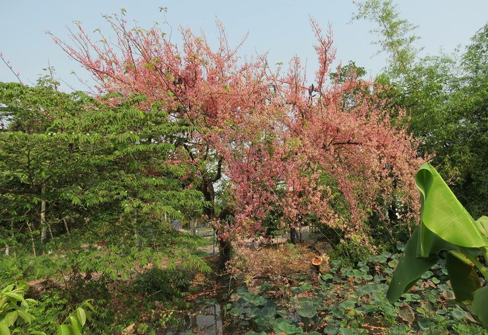 Hướng dẫn chi tiết lịch trình, đường đi ngắm hoa ô môi ở An Giang