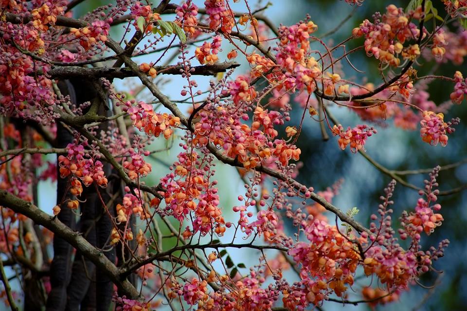 Hướng dẫn chi tiết lịch trình, đường đi ngắm hoa ô môi ở An Giang