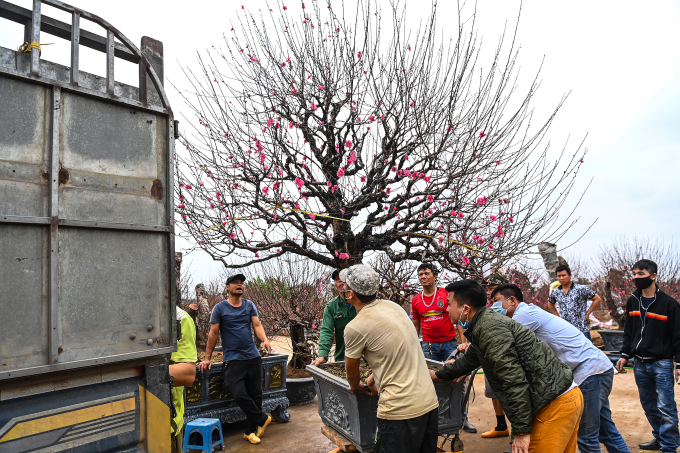 Cây đào gốc lớn có giá thuê tới 30 triệu đồng. Ảnh: Giang Huy.