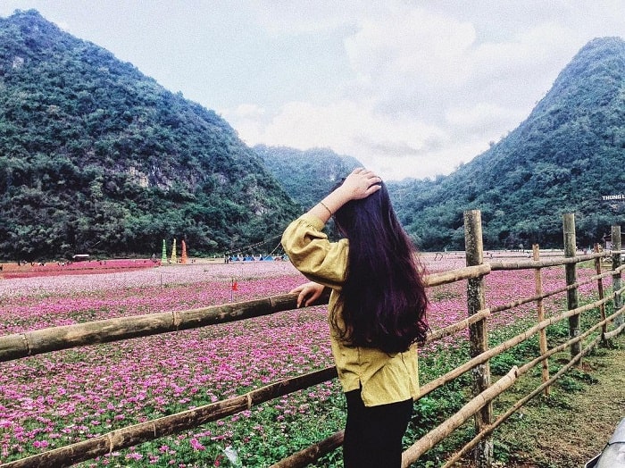 Hoa tím tại thung lũng Bắc Sơn