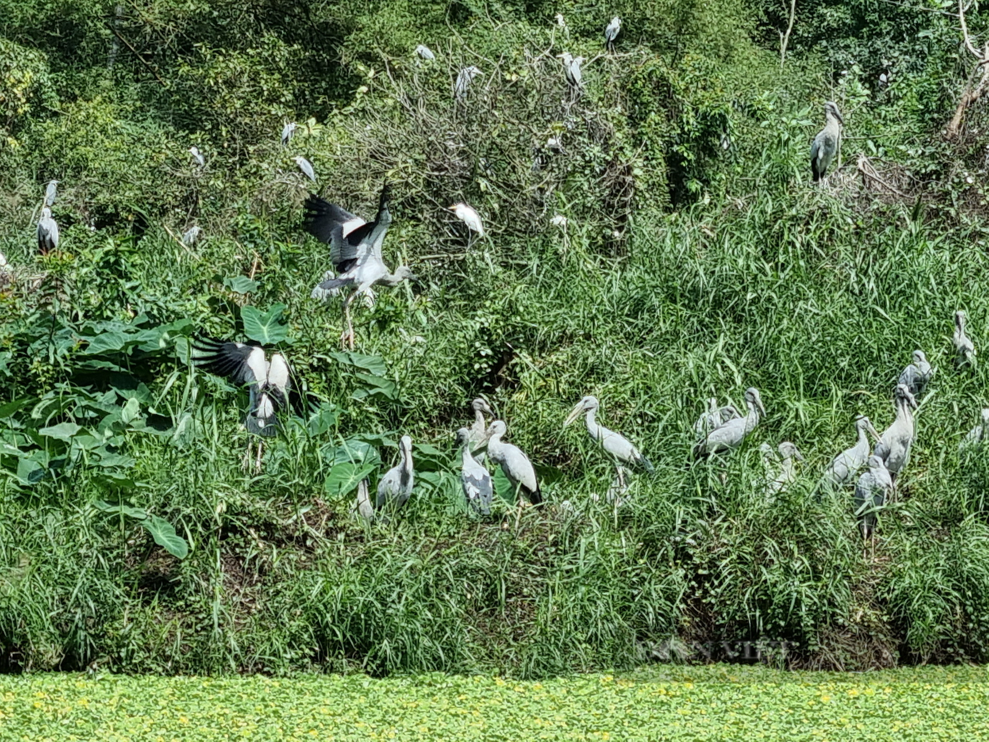 Khám phá vườn chim Thung Nham ở Ninh Bình - Ảnh 5.