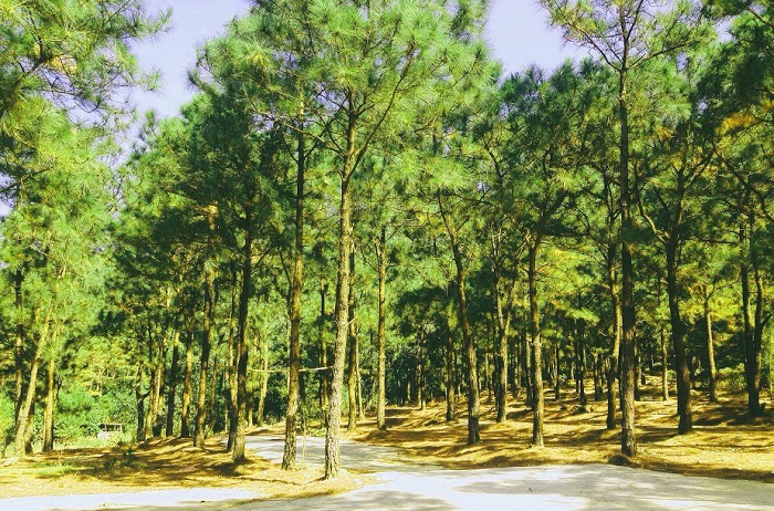 Khu du lịch sinh thái Thiên Phú Lâm có rừng thông xanh mướt