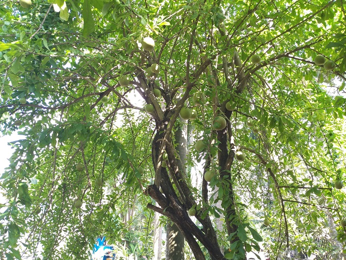 Khu sinh thái Villa H2O Hóc Môn - cây xanh