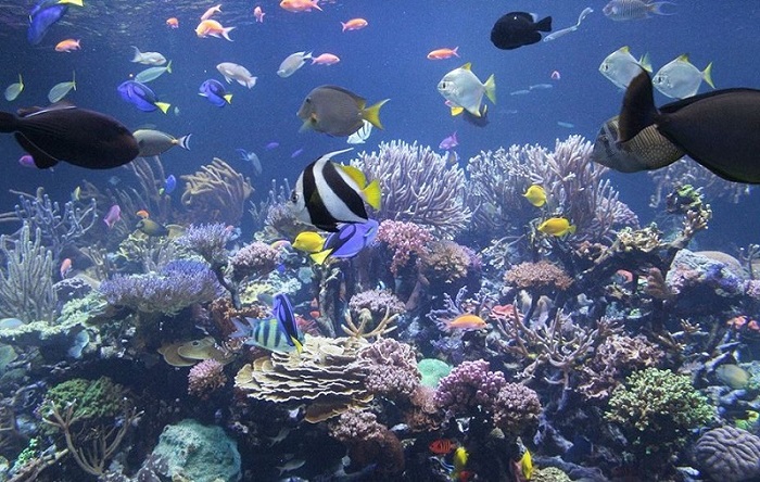 Hòn Dừa Phú Quốc - lặn biển ngắm san hô