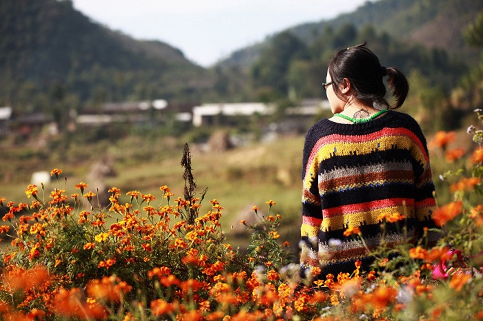kinh nghiệm du lịch Hà Giang tháng 10 ngắm hoa tam cúc cam