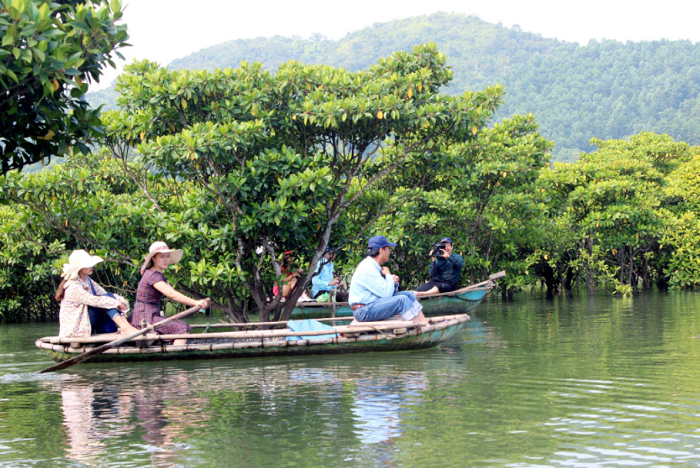 du lịch Tiên Yên - rừng ngập mặn Đồng Rui